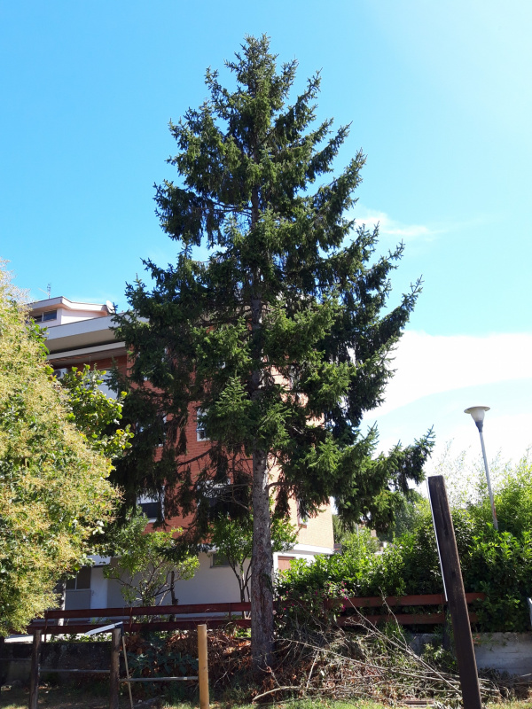 Picea abies - 00686