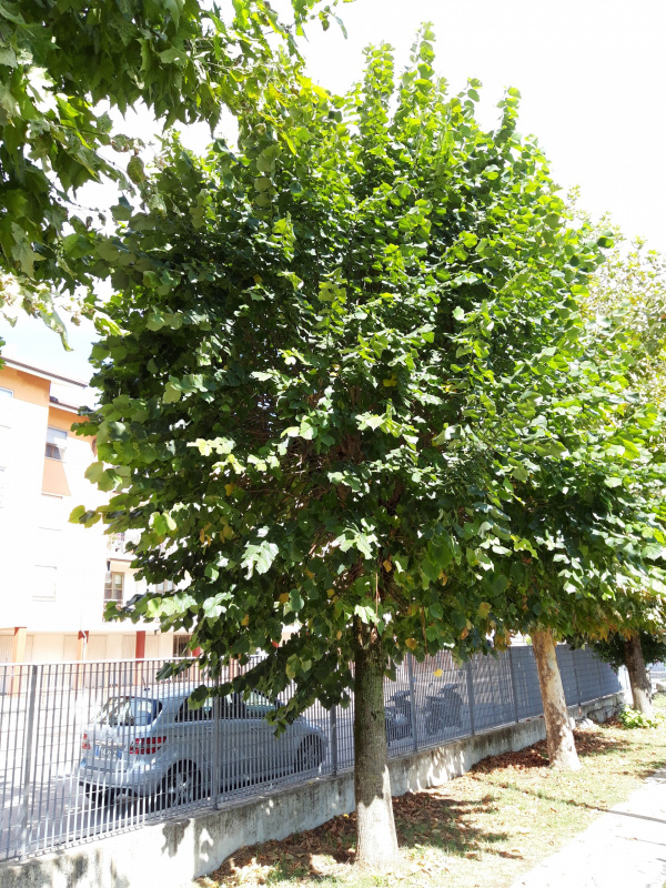 Tilia platyphillos - 00660