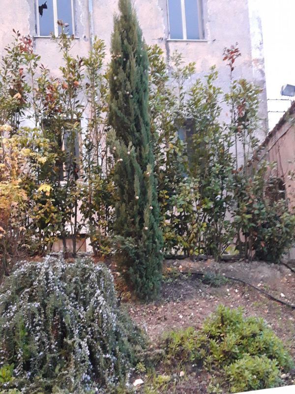 Cupressus sp. - 00875