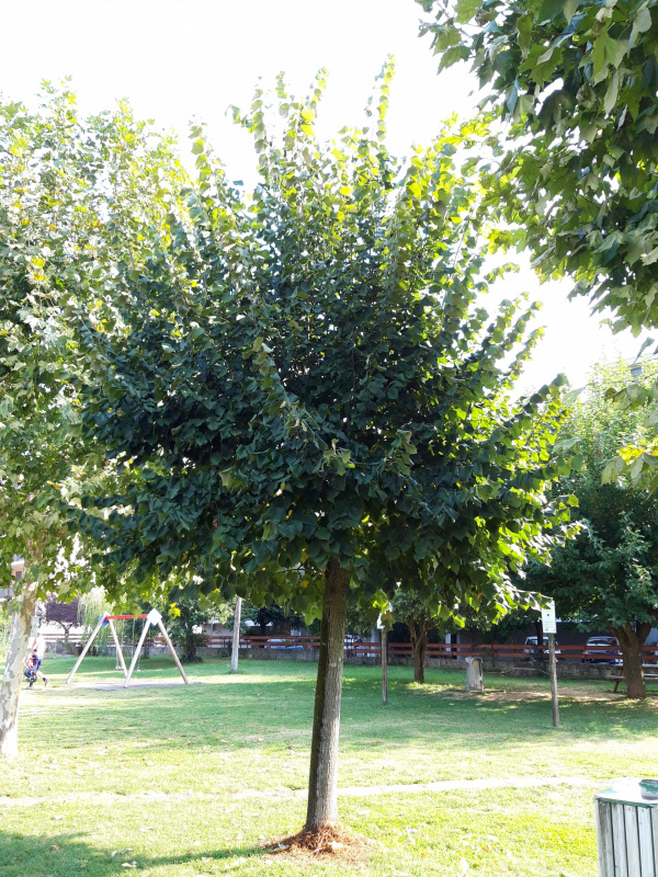 Tilia platyphillos - 00676