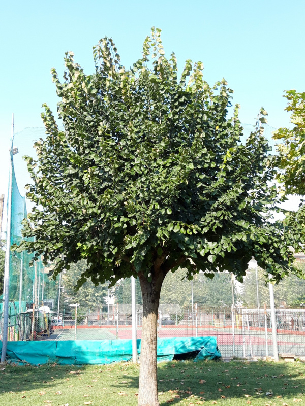 Tilia platyphillos - 00674