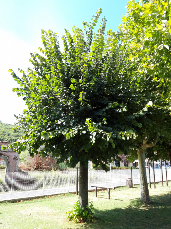 Tilia platyphillos - 00672