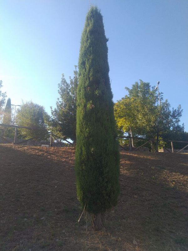 Cupressus sempervirens - 00460