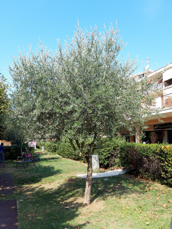 Olea europaea - 00651