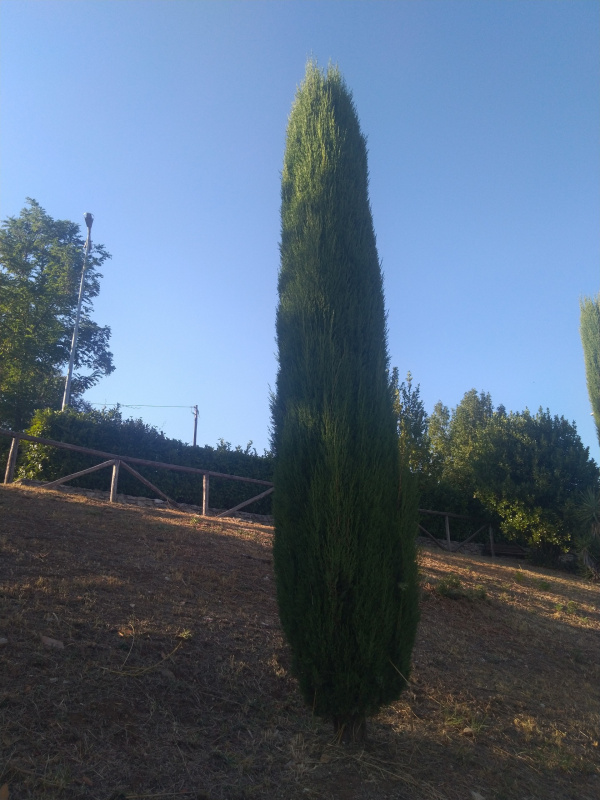 Cupressus sempervirens - 00458