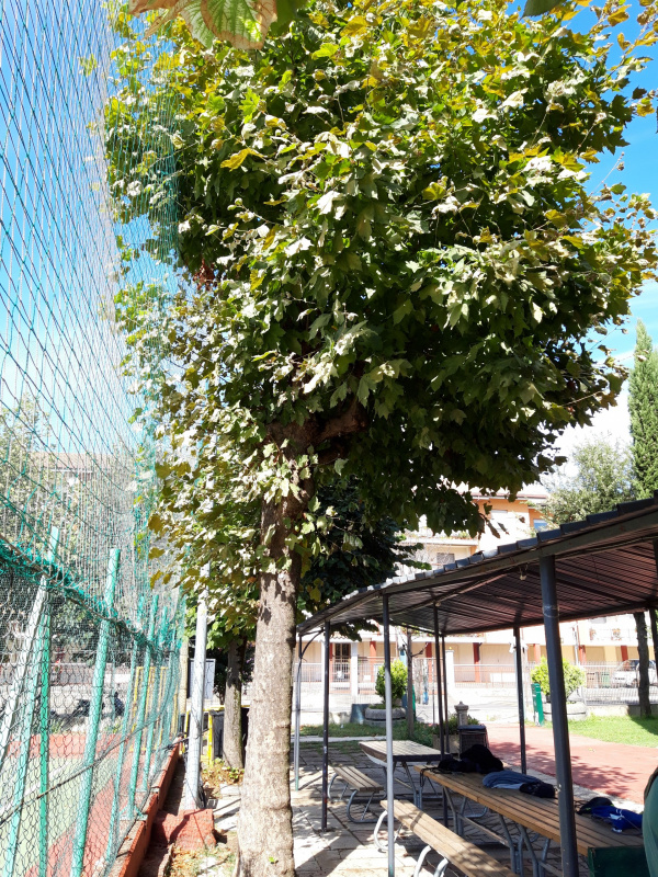 Platanus occidentalis - 00656