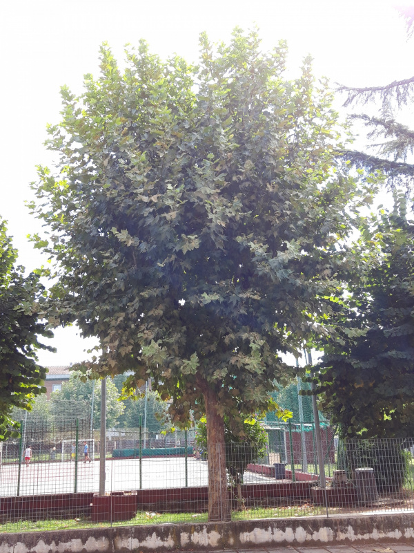 Platanus occidentalis - 00661