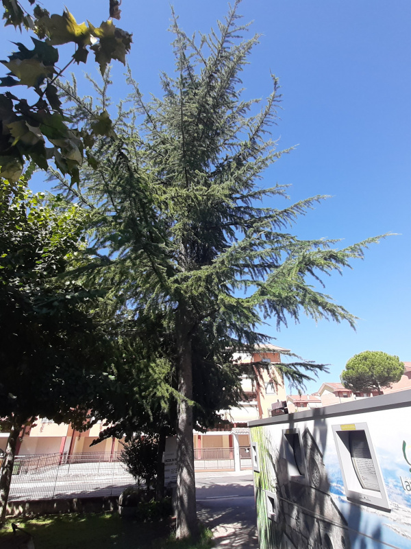 Cedrus libani - 00648