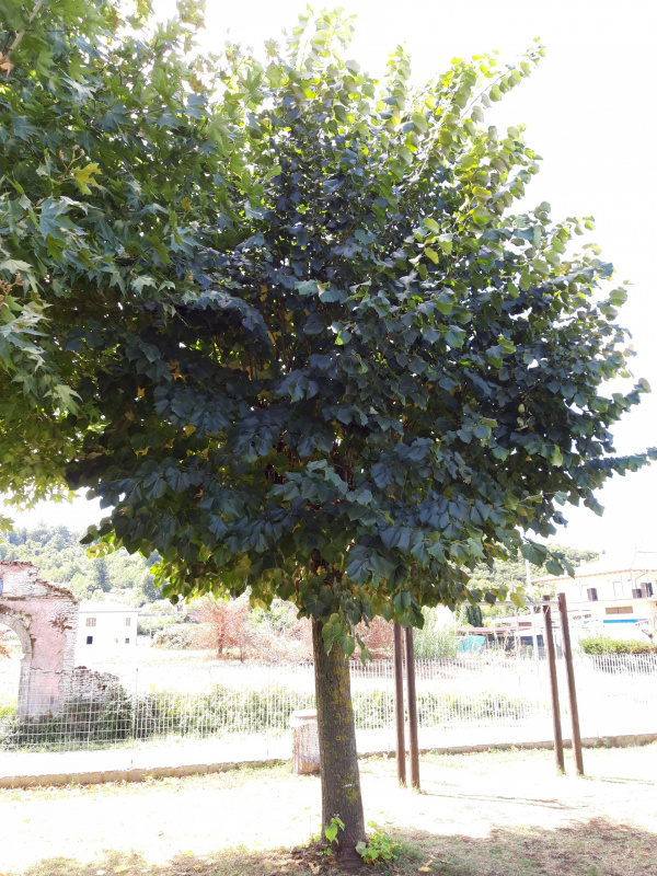 Tilia platyphillos - 00670