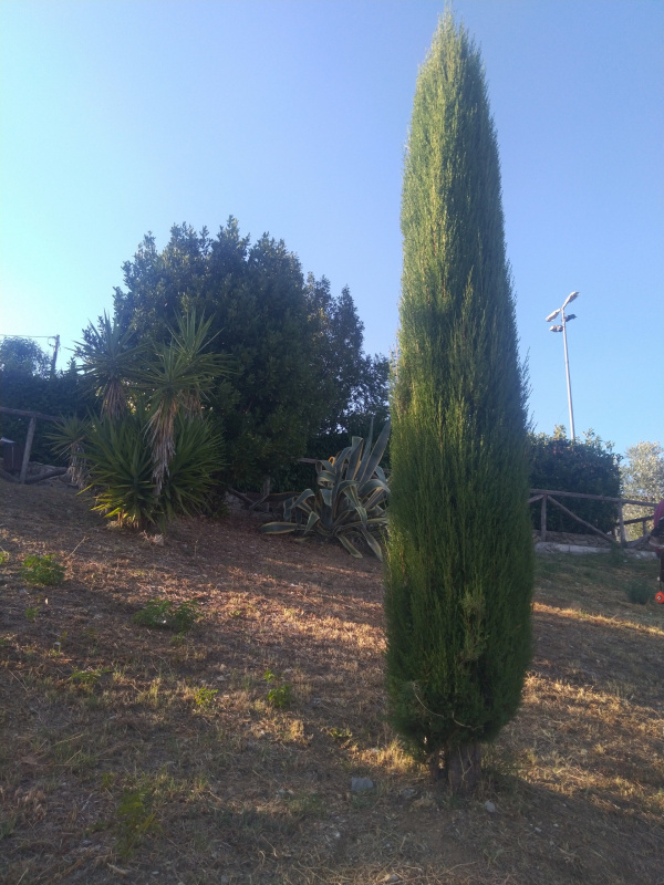 Cupressus sempervirens - 00455