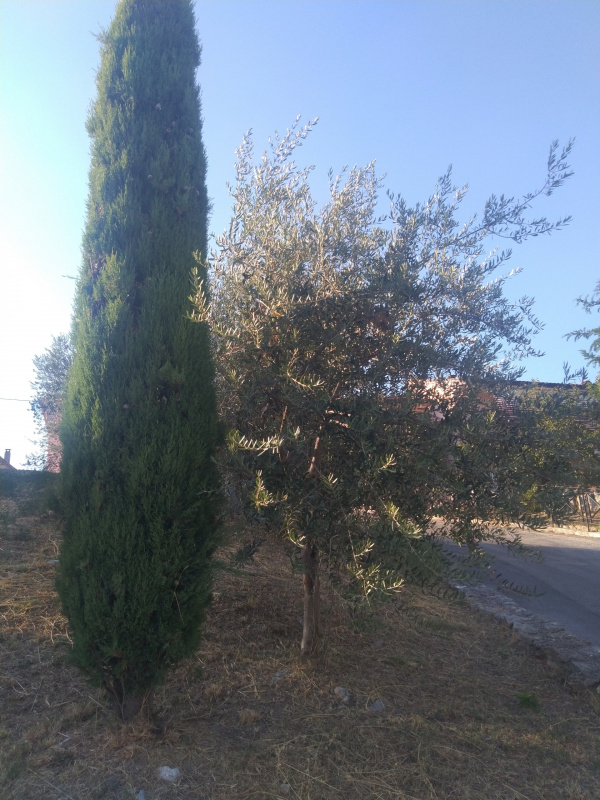 Olea europaea - 00461