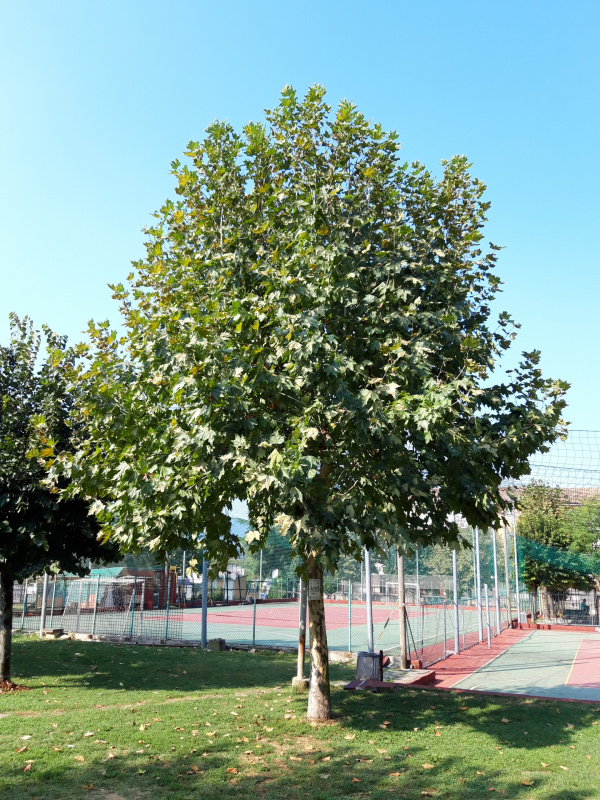 Platanus occidentalis - 00677