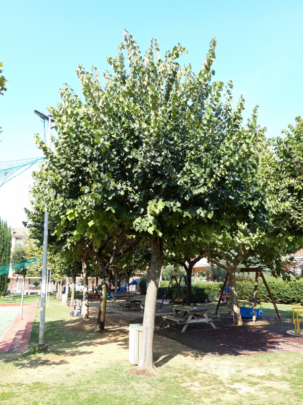 Tilia platyphillos - 00638