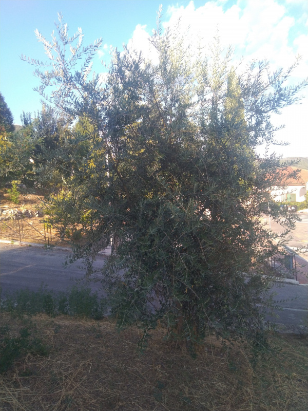 Olea europaea - 00462