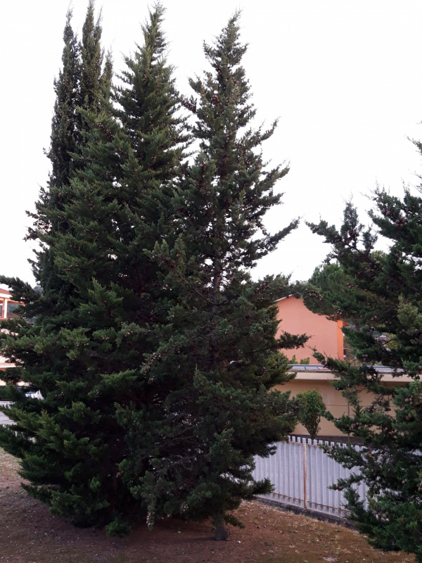 Cupressus sempervirens - 00774