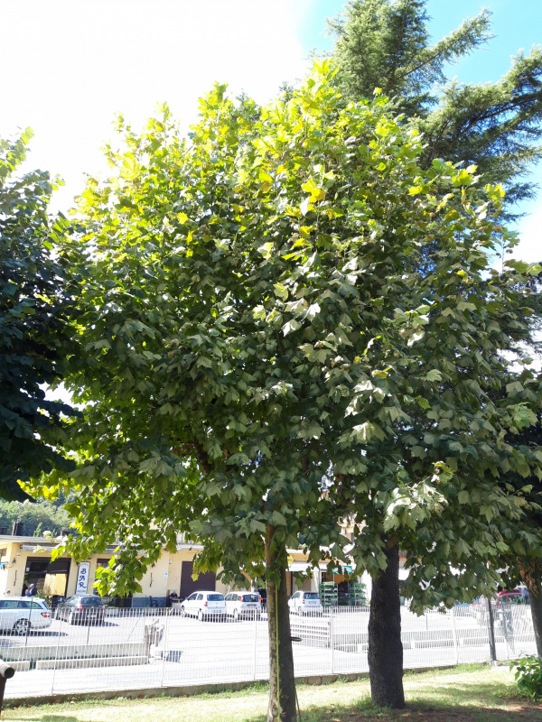 Platanus occidentalis - 00666