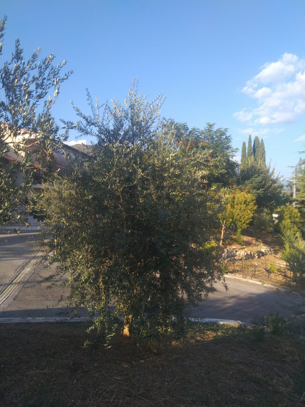 Olea europaea - 00463