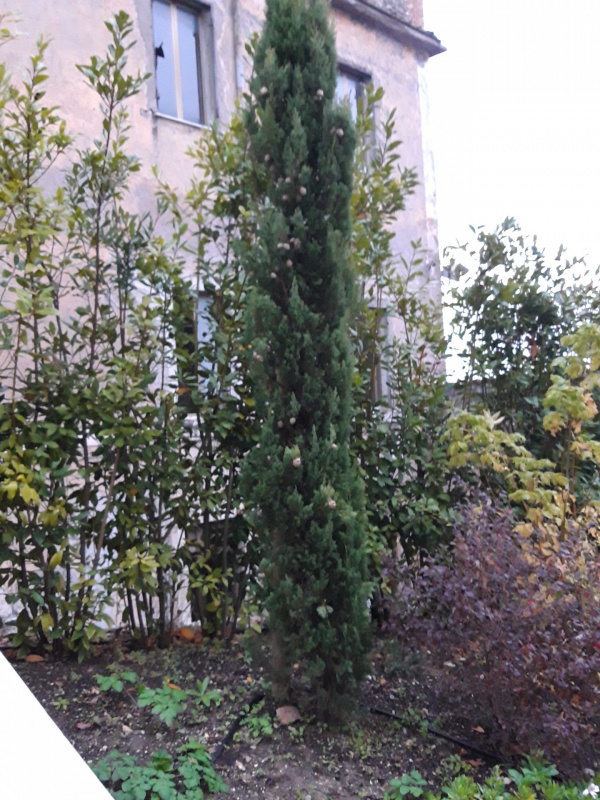 Cupressus sp. - 00874