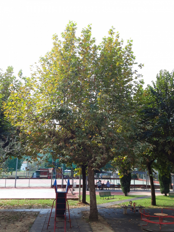 Platanus orientalis - 00644