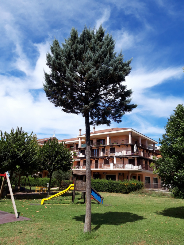 Cupressus arizonica - 00679