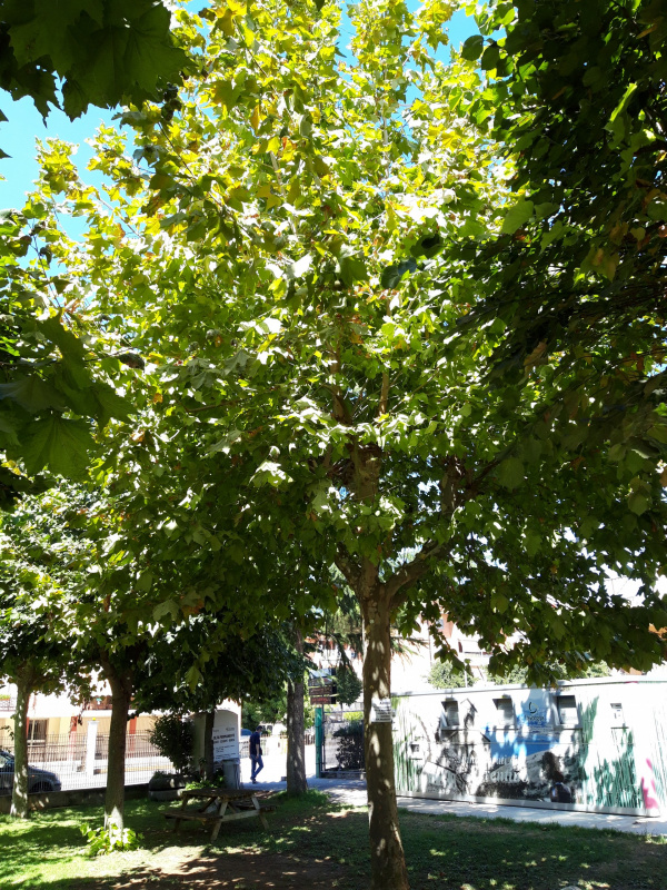 Platanus occidentalis - 00646