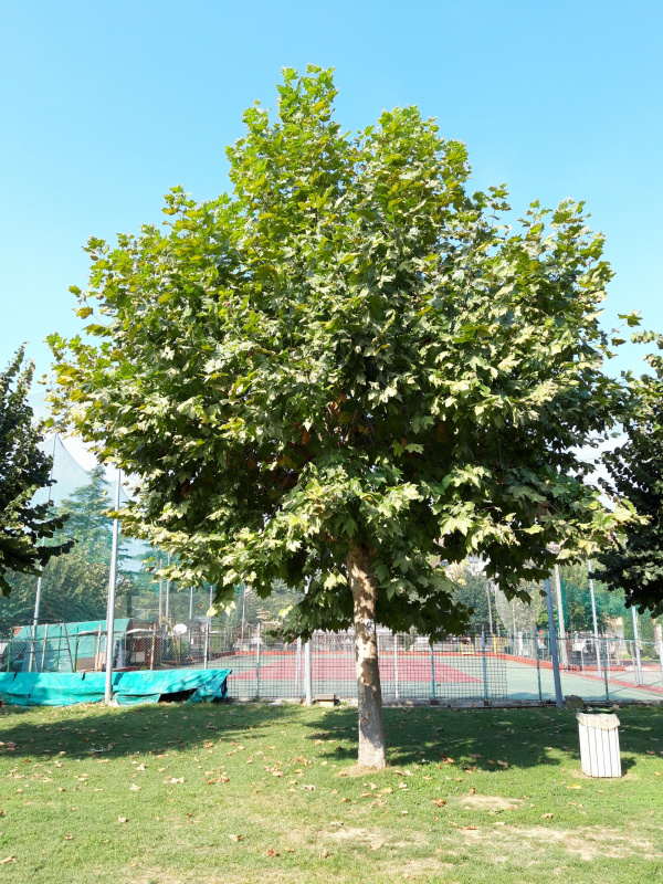 Platanus sp. - 00675