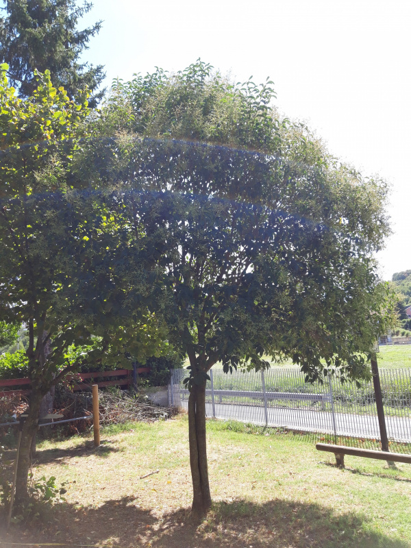 Ligustrum lucidum - 00689