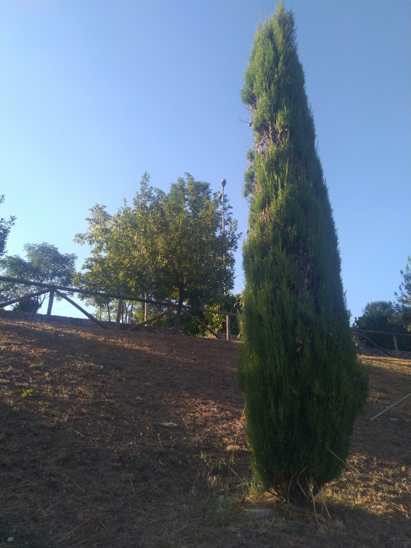 Cupressus sempervirens - 00459