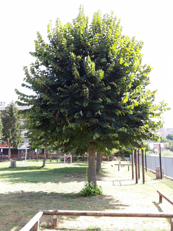 Tilia platyphillos - 00669