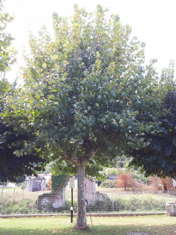 Platanus sp. - 00671