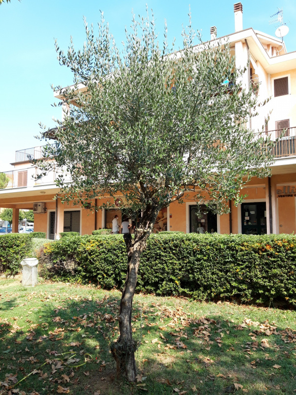 Olea europaea - 00649