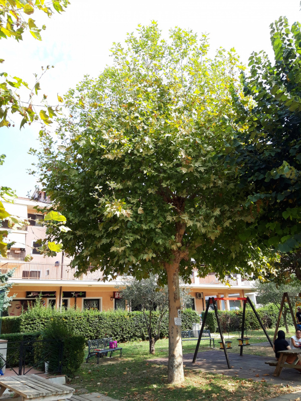 Platanus occidentalis - 00642