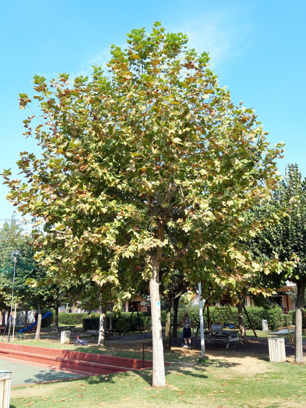 Platanus occidentalis - 00678