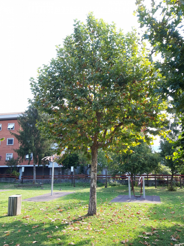 Platanus sp. - 00673