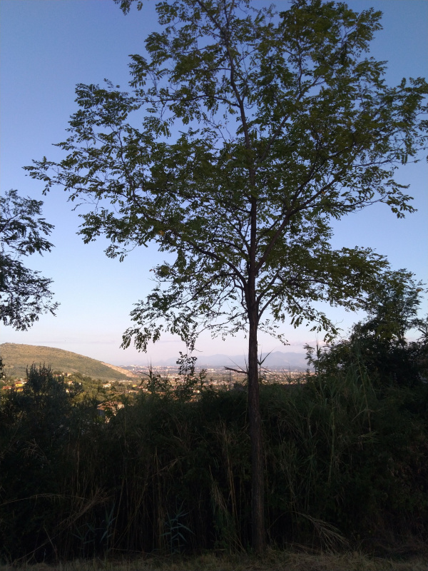 Robinia pseudoacacia - 00540