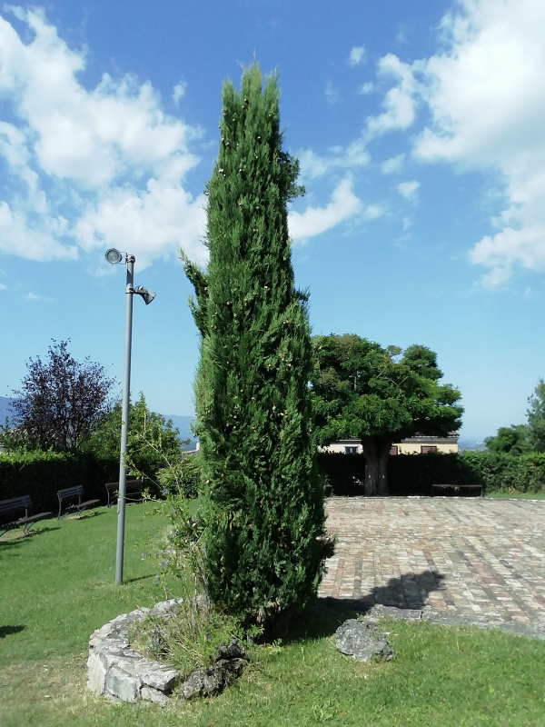 Cupressus sempervirens - 00370