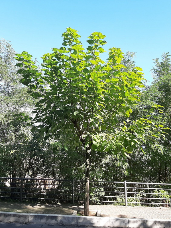 Catalpa bignonioides - 00111