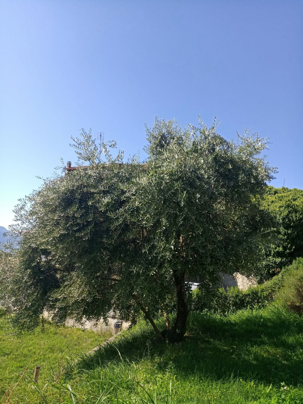 Olea europaea - 00013