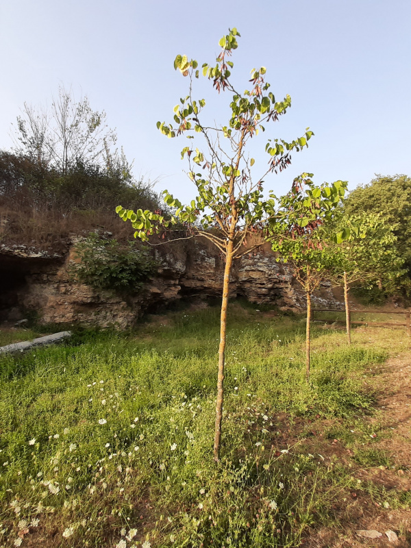 Cercis siliquastrum - 00957