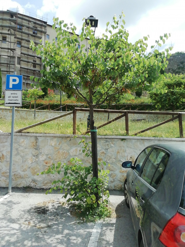 Cercis siliquastrum - 00284