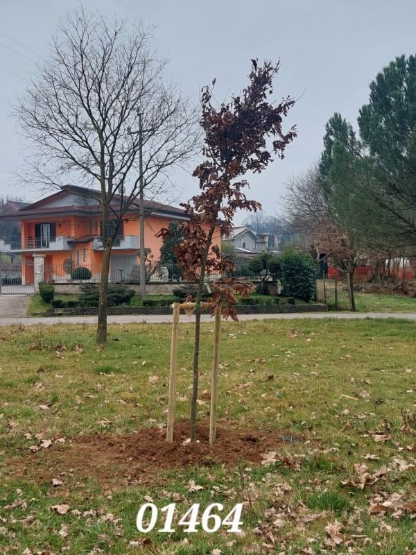 Quercus cerris - 01464