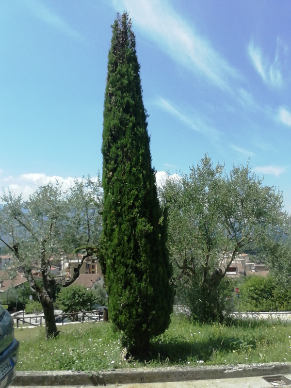 Cupressus sempervirens - 00253