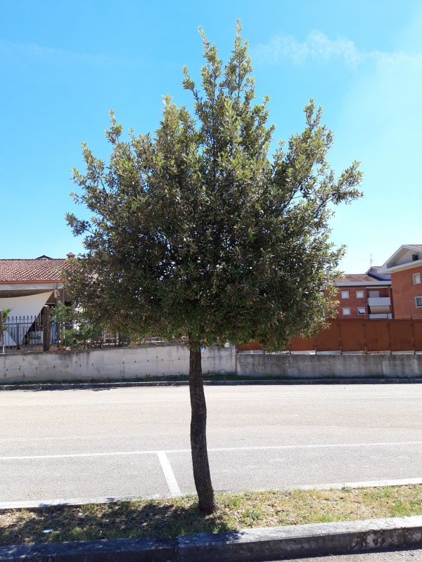 Quercus ilex - 00584