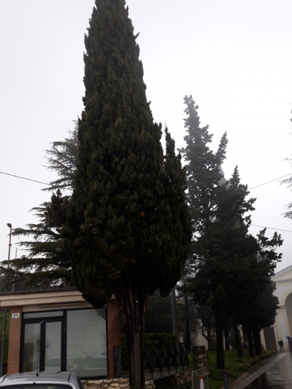 Cupressus sempervirens - 00882