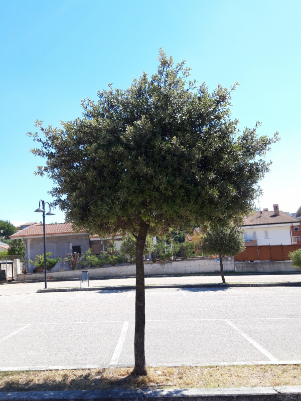 Quercus ilex - 00579