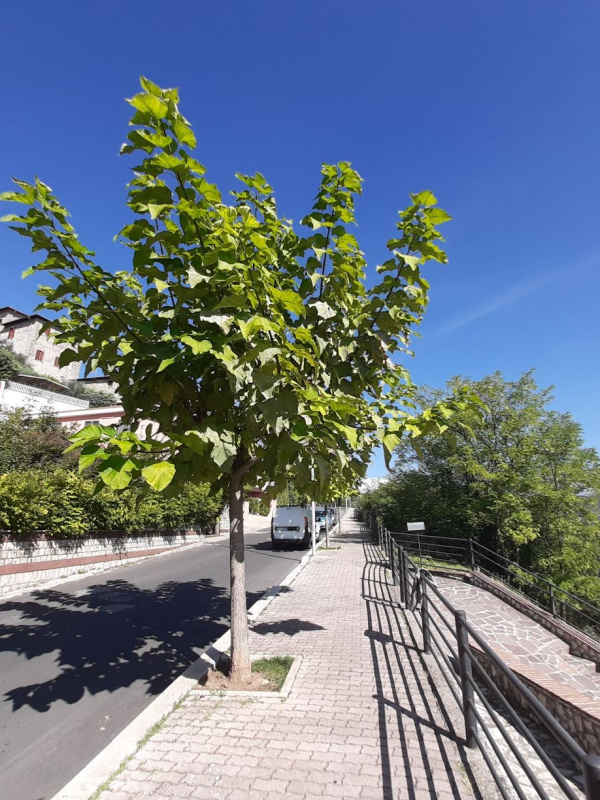 Catalpa bignonioides - 00128