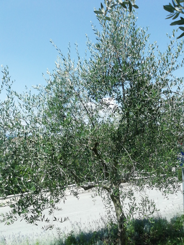 Olea europaea - 00260