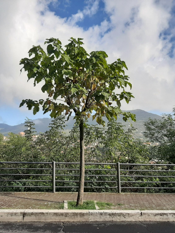 Catalpa bignonioides - 00103