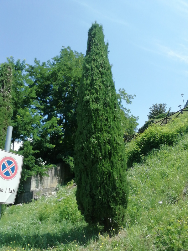 Cupressus sempervirens - 00251