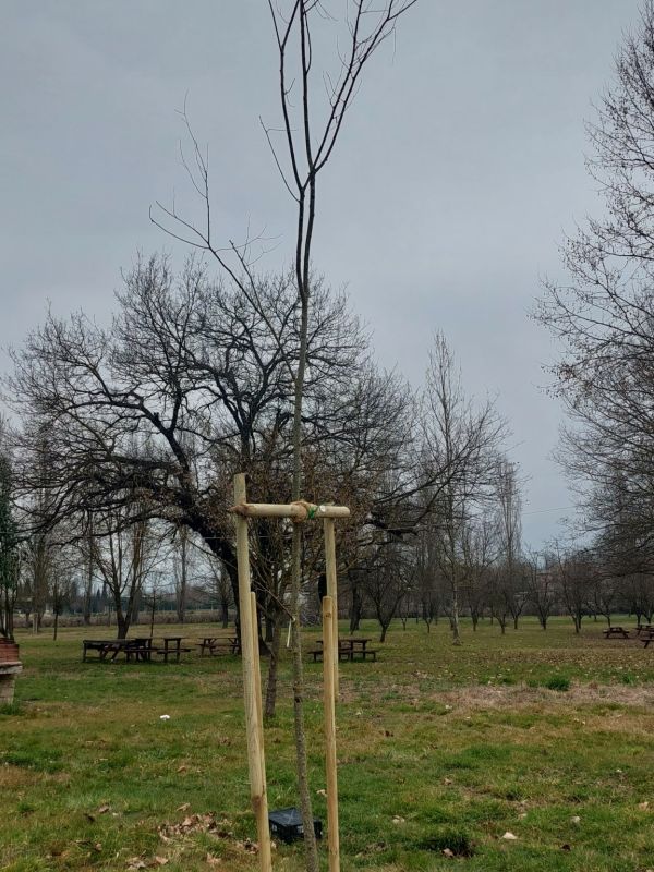 Celtis australis - 01472